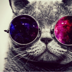 mafiasalto15:  meow lennon 