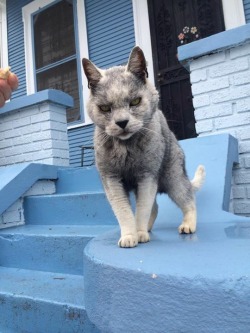 thighetician:  coochietoots:  verylilpimpin:  stunningpicture:  This cat will mug you  wtf cat is this i want  this cat mixed with wolf and crip blood  Mittens caught a body ‘bout a week ago