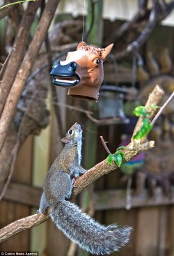 the-vortexx:  Horse head squirrel feeder.