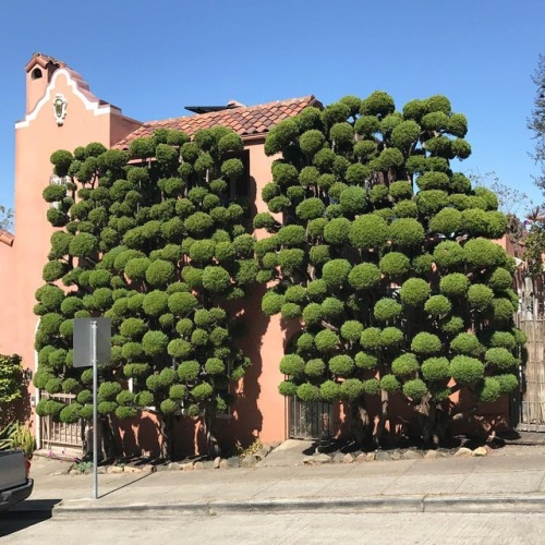 Porn itscolossal:  The Wild Topiaries of San Francisco photos