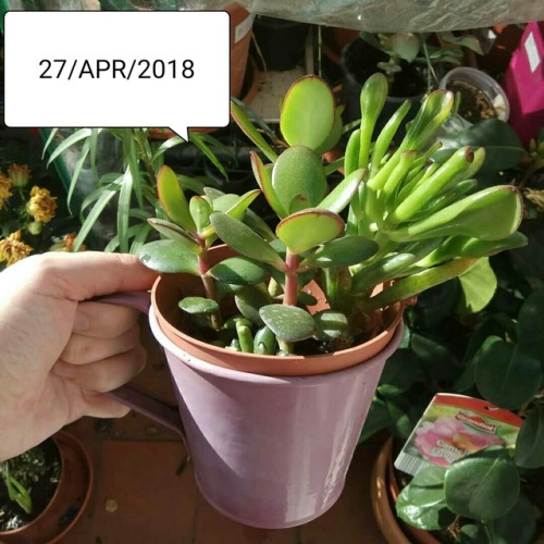 27/Apr/2018 Look how these babies have grown in 2 years! All the bulbs have sprouted so there will 