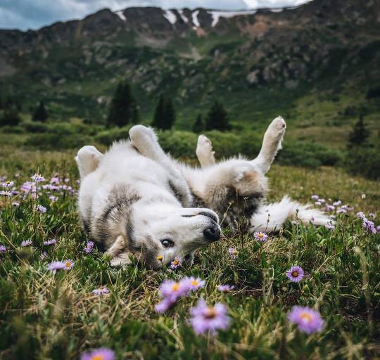 Meet Loki the Wolfdog and his friends.