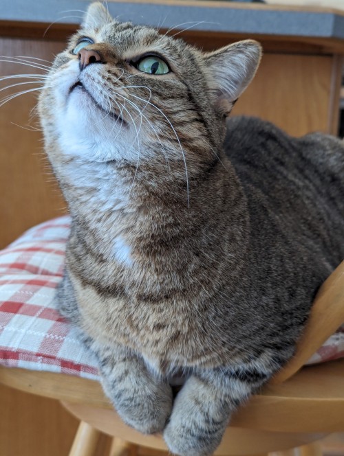 A photo of Willabee, a brown tabby cat with green eyes. She is sitting on a chair and looking up towards the top left corner of the photo.