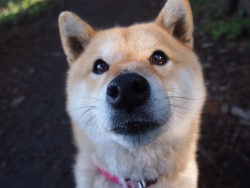 shibainu-komugi:  今日の柴犬の小麦さん