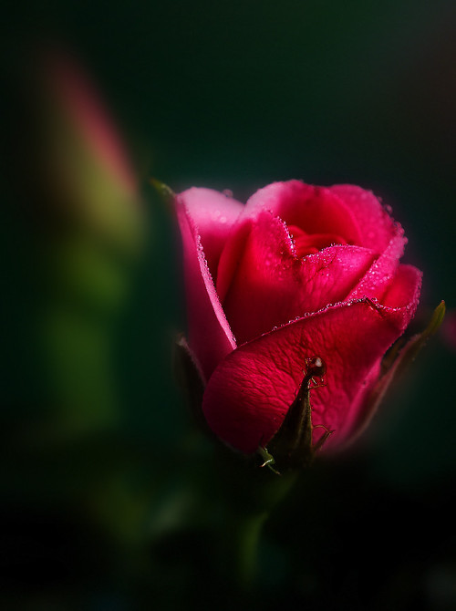 stephanocardona:  Simply Red by omega2 Link: http://ift.tt/1sW1DKS 