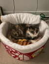 eduards-stuff:emma-of:ramen-bed:Pet Owners Are Buying Cup Noodle Beds For Their Pets