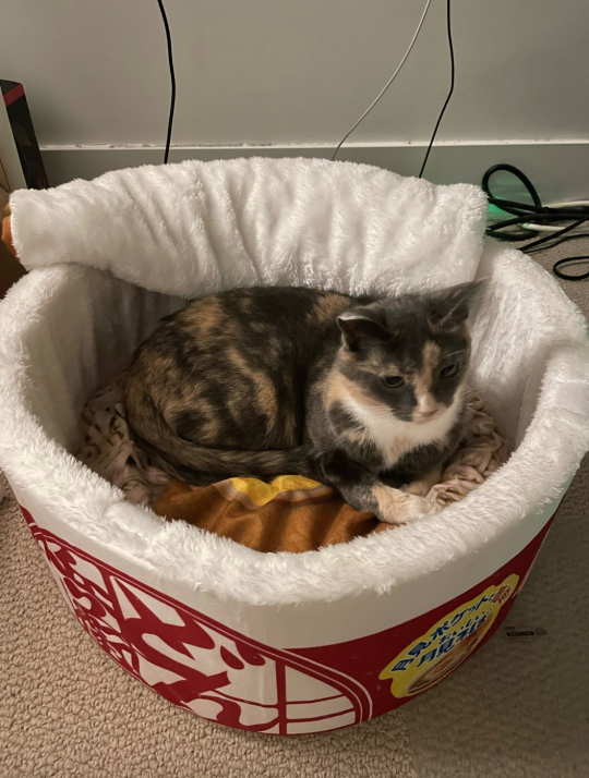 eduards-stuff:emma-of:ramen-bed:Pet Owners Are Buying Cup Noodle Beds For Their Pets