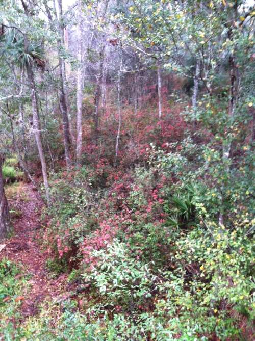 Ravine gardens in full bloom. Palatka, fl