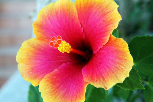 beach flowers