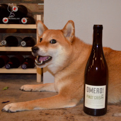 shibasommelier:  2014 Omero Cellars Pinot