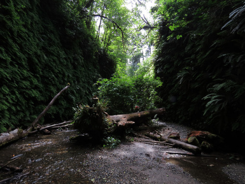 redwood snag by glacierman