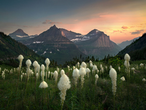 therelatablepics:te5seract:Alpine Meadow, Glacier Park, Montana &Bear Grass Heaven, Glacier Park