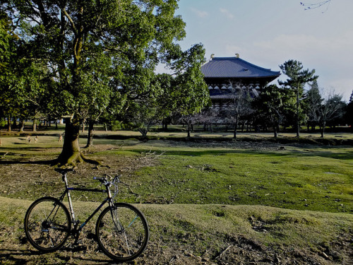 kinkicycle:Up In The Park, Nara, Japan on Flickr.
