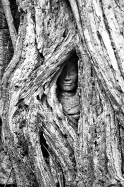 Dans Le Temple Ta Phrom À Angkor.