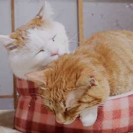 slimeandspice:fluffy cat stimboard!1 2 3 4 5 6 7 8 9 