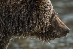 nubbsgalore:  yukon’s ni’iinlii’njik territorial park is a rare arctic oasis, better resembling a coastal temperate zone. the salmon which spawn in it’s waters not only feed the grizzly bears (known as ice bears for the icicles that form on their