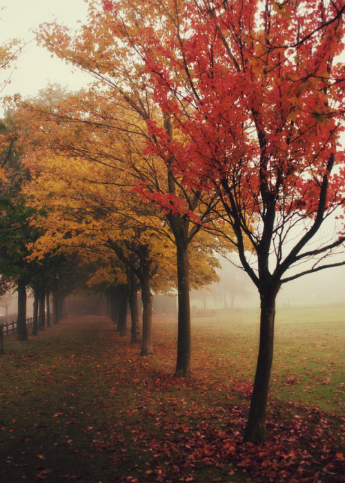 magic-spelldust:  **And there was the morning, dancing, in the light of everything. (by Livia Lazar)