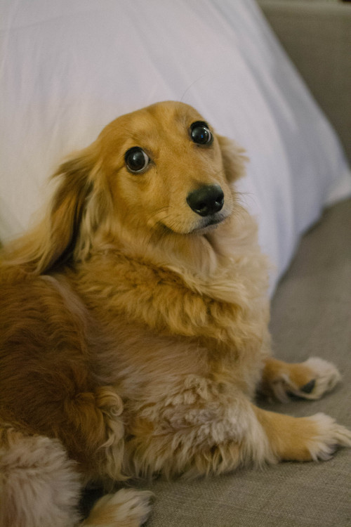 flyingwithlostboys: heartsandwheels: this is eve. she’s a long hair dachshund and seven y