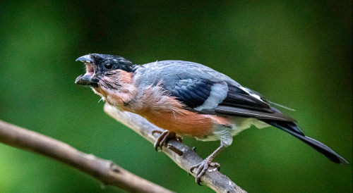 ridiculousbirdfaces:Angry Bird by William Stuart Bullfinch (Pyrrhula pyrrhula)