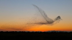 trulyvincent:Murmuration of Starlings that looks like one huge bird 