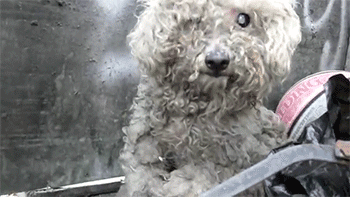 catsbeaversandducks:  Faith in Humanity Restored Blind dog rescue: Fiona - Video  I’M GONNA CRY