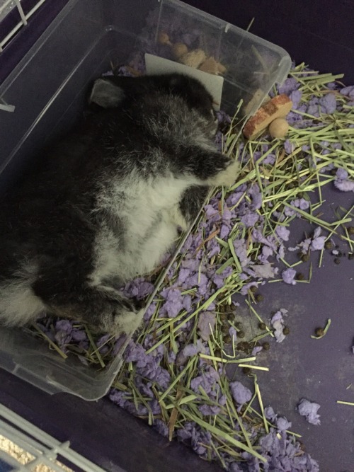 daily-rabbits:Cuddles has trouble with authority. (Uses litter box for sleeping and cage for pooping