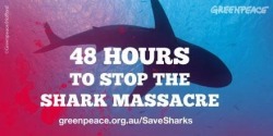 nirdian:  freedomforwhales:  axelaustteam:  A brutal and misguided mass-cull of sharks will soon begin in Western Australia. We have just days to get it stopped. All human deaths at sea are tragic — but this knee-jerk response is scientifically unproven