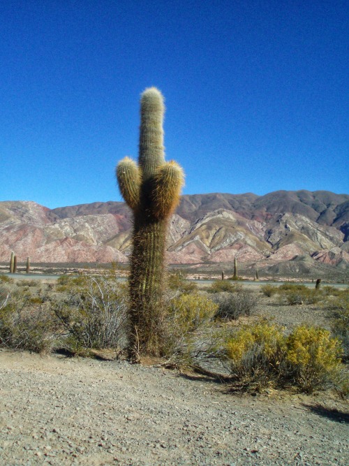 Tres vistas, Parque Nacional los Cordones, Salta, 2007.