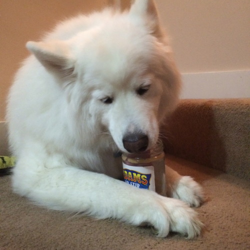 skookumthesamoyed:Skookum and the Adams Peanut Butter Jar, A Tragic Tale of Desire and Loss