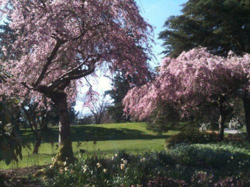 VanDusen Botanical Gardens - Vancouver this week! Blossoms are out!