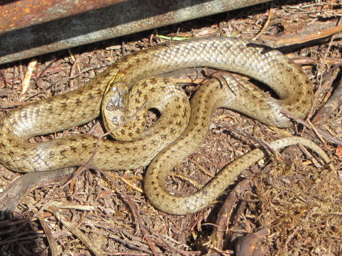 I found a smooth snake, the rarest snake in the UK