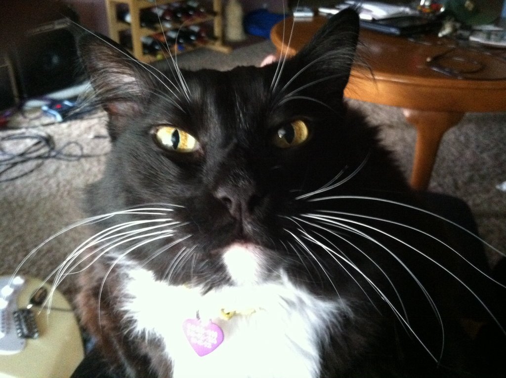 cat-overload:  Achilles