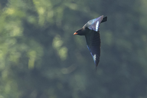  ブッポウソウ（Oriental Dollarbird） 