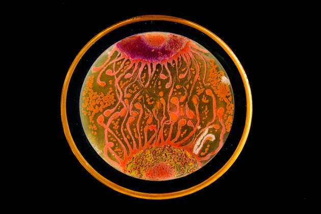 huffingtonpost:  A Microbiologist Recreated ‘Starry Night’ With Bacteria In A