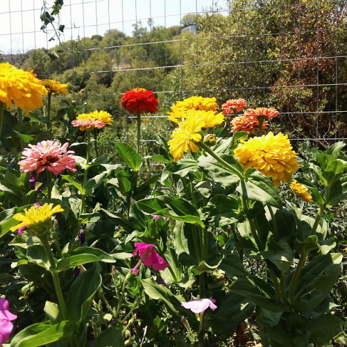 flower-gogh:colourful summer