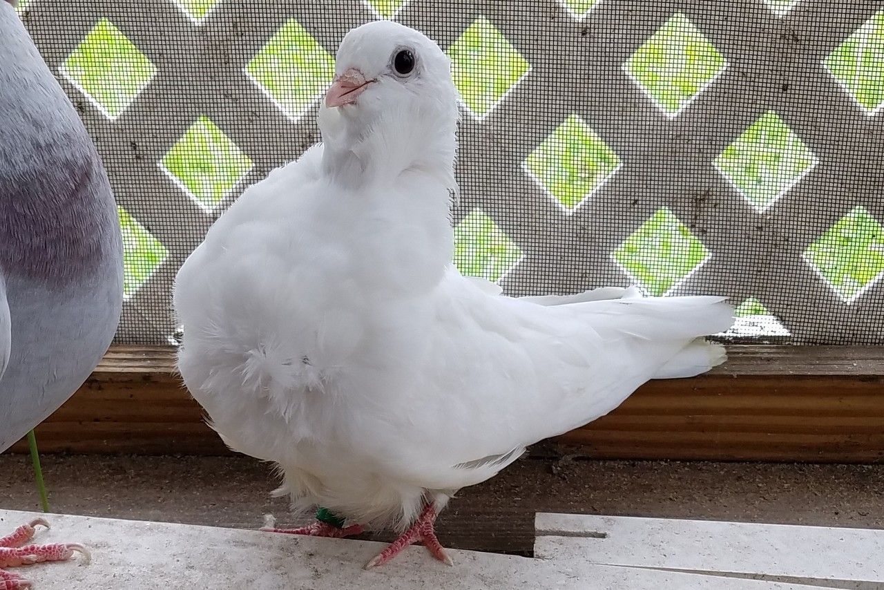 Chinese owl pigeons best sale