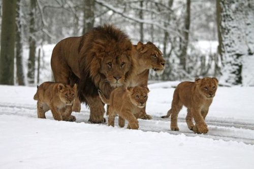 snailtongue: herthen:Photo credit I. Turner [ID: A pair of lions and their three cubs walking on a s