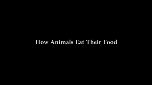 clype:unabating-deactivated20190408:How Animals Eat Their Foodthis is my fav thing omg.
