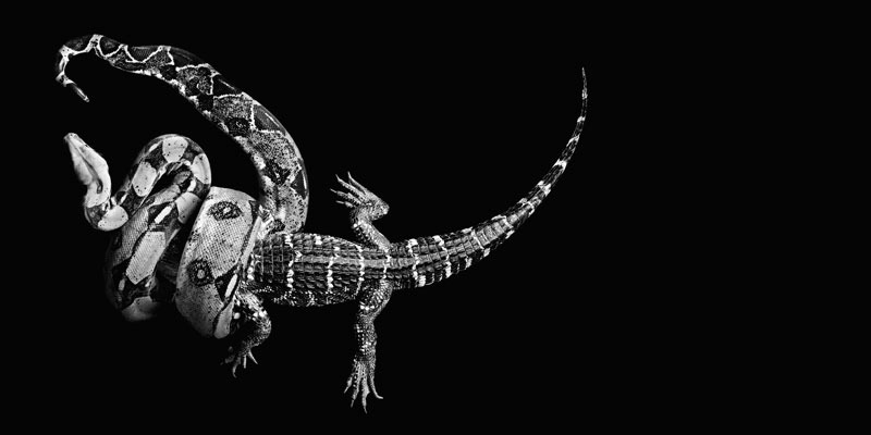 chaosophia218:  Serpents.1. White-Lipped Island Pit ViperCryptelytrops insularis/Trimeresurus
