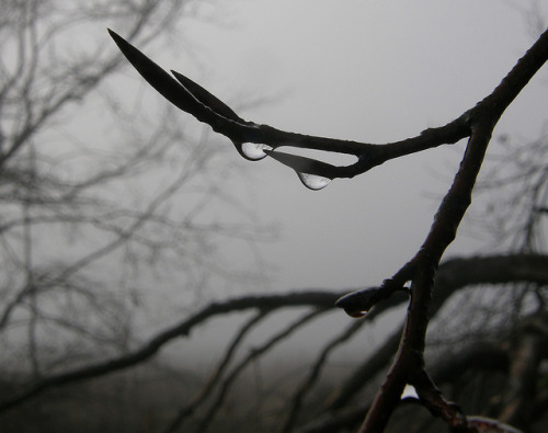 90377: Twig droplets in the hill fog , Woodburn, Carrickfergus by billpolley on Flickr.