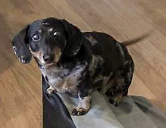 sirfrogsworth: This is the same guilt you feel when you accidentally step on a paw