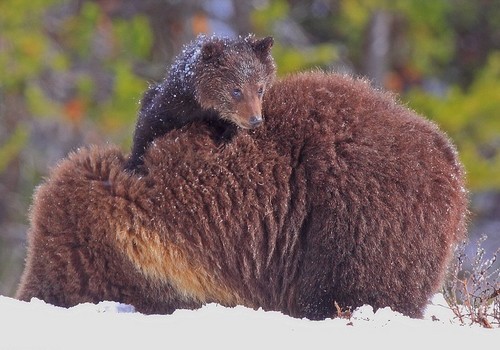 wonderous-world:Steve Hinch photographed this little grizzly bear cub who found a clever way to keep