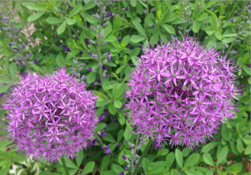 Purple flowers that are on my phone