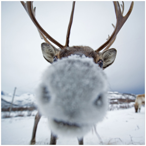 earthandanimals: Curious Reindeer Photo by trolljenta