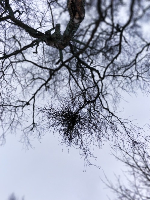 A witches broom infection (Taphrina betulina -fungus) on birch tree (Betula pendula).