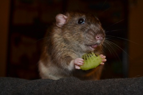 taekyungwolf:  Kiwi Time!