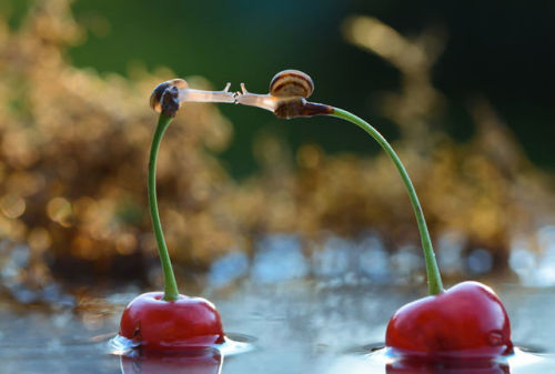 sweet-bitsy:bedabug:Snails Kiss On Cherries [photo by Vyacheslav Mishchenk]THIS IS EVERYTHING I WANT