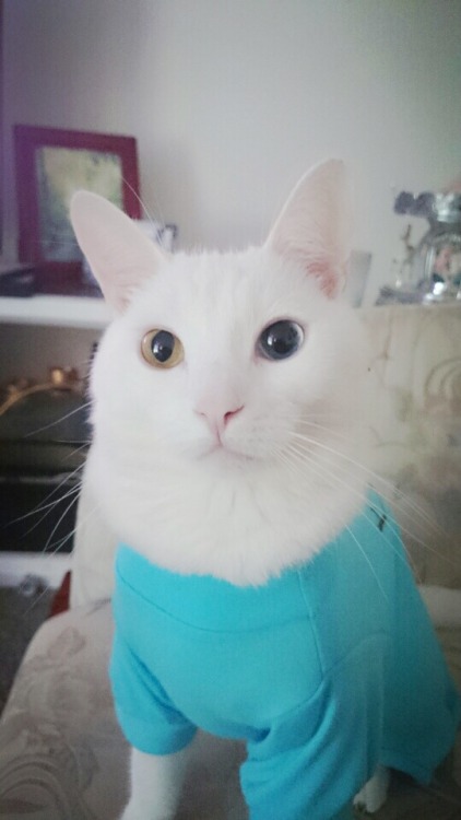 awwww-cute:  I want to introduce you to my girlfriends cat in his pj’s :)