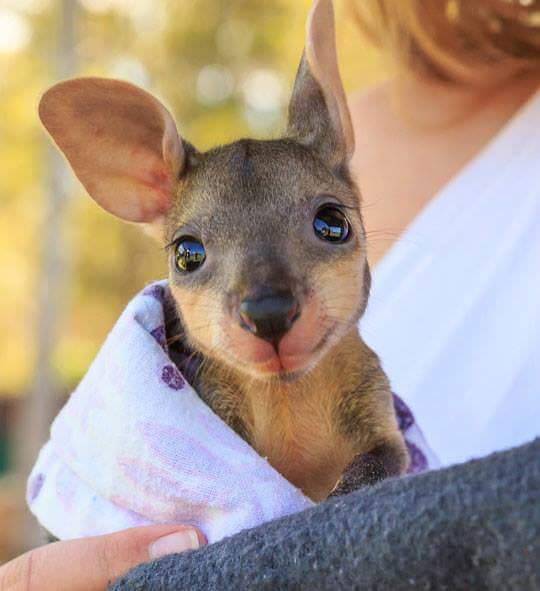 awwww-cute:  Feeling cute, might delete later (Source: https://ift.tt/2OjKK2j)