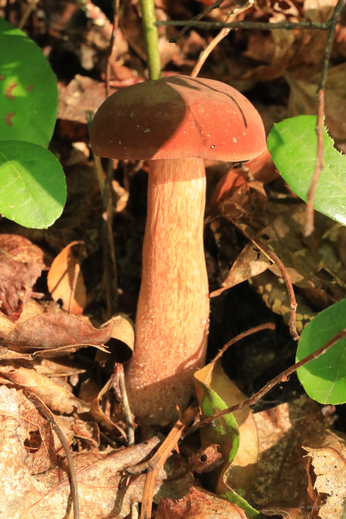 vandaliatraveler:I don’t really get excited about mushroom hunting until late in the summer, w